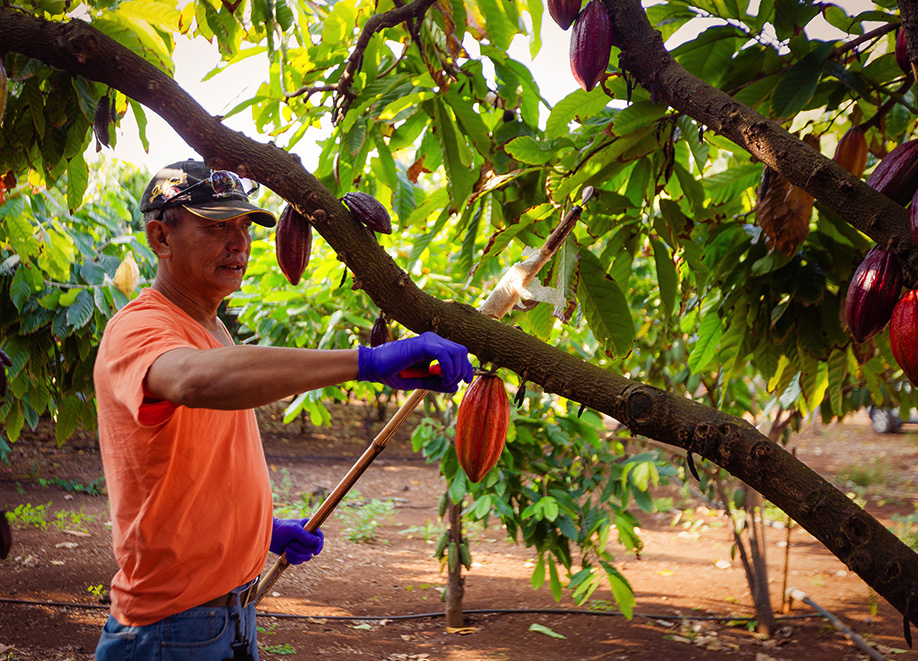 Harvesting Hawaiian Cacao at Waialua Estate