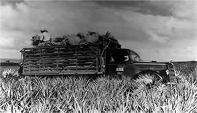 Pineapple Harvest haul, 1930's